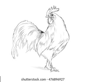 Vector Cock