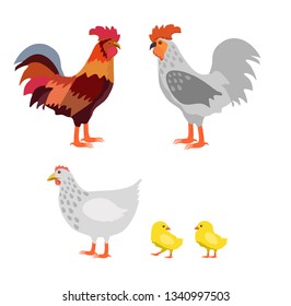 Vector cock, hen, chickens on white background. Farm poultry chicken