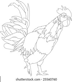 vector - polla aislada en el fondo