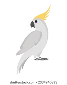 Vector cockatoo parrot isolated on white background