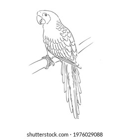 Vector cockatoo silhouette isolated on white background. Tropical bird illustration. Hand drawn parrot with crest. Cacatuidae family, Cacatuoidea superfamily, Psittaciformes order, Aves class bird art