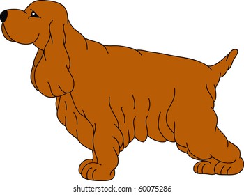 vector -  a Cocker Spaniel isolated on background
