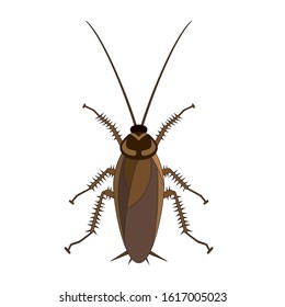 Vector Cockroach on a white background. Icon of insect.
