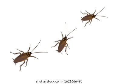 Vector Cockroach on a white background. Icon of insect.