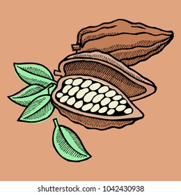 Vector cocoa bean hand drawn sketch doodle food cacao chocolate sweet illustration.