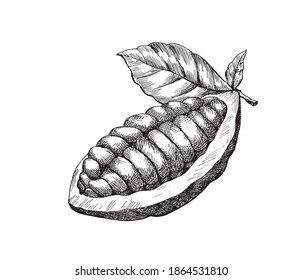 Vector cocoa beans . Hand drawn sketch, graphic element,black and white illustration for desing card, greeting,package.