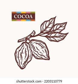 Vector Cocoa Beans Icon. Branch Cacao Pods with Leaves. Raw Fruit Hand drawn Engraving illustration. Great for Packaging design of cocoa powder or chocolate