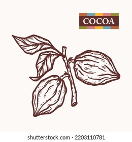 Icono del Vector Cocoa Beans. Pods de sucursal con hojas. Raw Fruit Hand dibujó ilustración de grabado. Ideal para el diseño de empaque de cacao en polvo o chocolate.