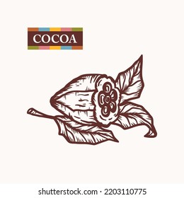 Vector Cocoa Beans Icon. Cacao Pod with Leaves. Raw Fruit Hand drawn Engraving illustration. Great for Packaging design of cocoa powder or chocolate