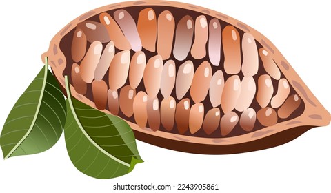 Granos de cacao vectoriales aislados en fondo blanco
