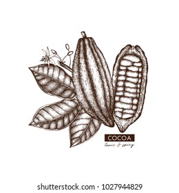 Vector Cocoa beans, leaves, flowers illustration. Hand drawn exotic fruit sketch. Botanical design template. 