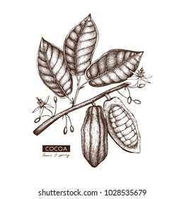 	
Vector Cocoa beans, leaves, flowers illustration. Hand drawn exotic fruit sketch. Botanical design template. Vintage tonic plant drawing 