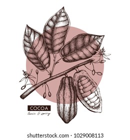 Vector Cocoa beans, leaves, flowers illustration. Hand drawn exotic fruit sketch. Botanical design template. 