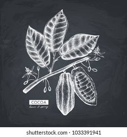 Vector Cocoa beans, leaves, flowers illustration. Hand drawn exotic fruit sketch. Botanical design template. Vintage tonic plant drawing on chalkboard