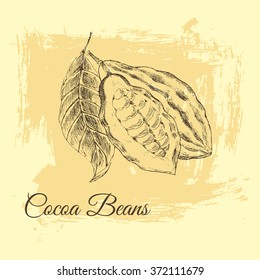 vector cocoa beans sketch drawing. vintage botanical designer template