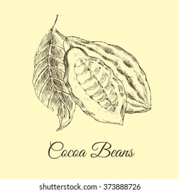 vector cocoa beans sketch drawing. vintage botanical designer template