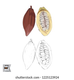 Vector Cocoa Fruit Sketched and in Color Illustration that is Hand Drawn and Highly Detailed Line Art