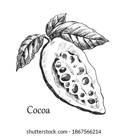 Vector cocoa half cut fruit . Hand drawn sketch, black and white graphic element, illustration for design package.