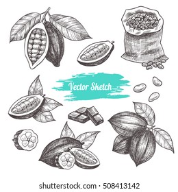 Vector cocoa hand drawn sketch .  Sketch vector  food illustration. Vintage style