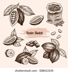 Vector cocoa hand drawn sketch .  Sketch vector  food illustration. Vintage style