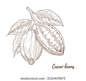 Vector cocoa plant with nuts and leaves line art illustration, graphic line cocoa plant combination. cocoa branch. cocoa botanical. Retro engraving style. Great for any designs, textile, art, walls, p