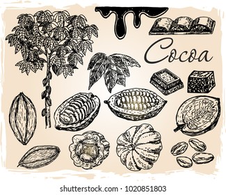 Vector Cocoa set on white background. Cocoa beans, leaves, branch with fruits of cocoa and cocoa powder. Elements are isolated. Chocolate ingredient.