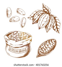 Vector Cocoa set on white background. Cocoa beans, cocoa leaves, cocoa branch with fruits of cocoa . Elements are isolated. Chocolate ingredient.
