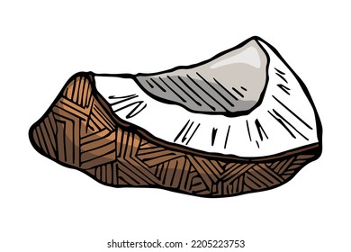 Piloto de coco vectorial. Icono de tuerca dibujada a mano. Ilustración tropical. Para imprimir, web, diseño, decoración, logotipo.