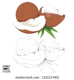 Vector Coconut Fruit Sketched and in Color Illustration that is Hand Drawn and Highly Detailed Line Art