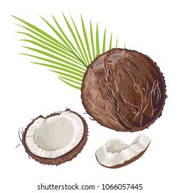 Vector coconut with green leaves isolated on white background. Organic food ingredient, natural tropical product.  Illustration of whole and pieces coconut in flat style. 