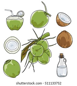 vector Coconut hand drawn vector set Vegetable illustration drawing.