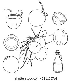 vector Coconut hand drawn vector set line art Vegetable illustration drawing.