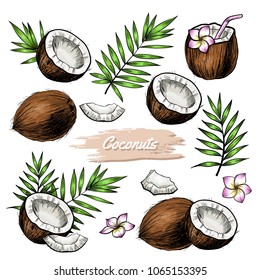 Vector coconut hand drawn sketch with palm leaf.  Sketch vector tropical food illustration. Vintage style