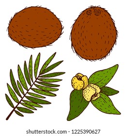 Vector coconut hand drawn sketch with palm leaf. Sketch vector tropical food illustration. Vintage style