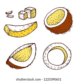 Vector coconut hand drawn sketch. Sketch vector tropical food illustration. Vintage style