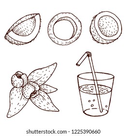 Vector coconut hand drawn sketch. Sketch vector tropical food illustration. Vintage style