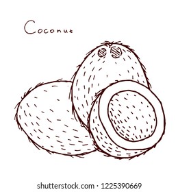 Vector coconut hand drawn sketch. Sketch vector tropical food illustration. Vintage style
