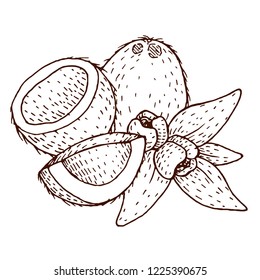 Vector coconut hand drawn sketch. Sketch vector tropical food illustration. Vintage style