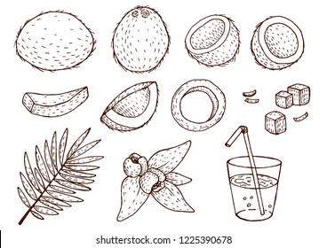 Vector coconut hand drawn sketch. Sketch vector tropical food illustration. Vintage style