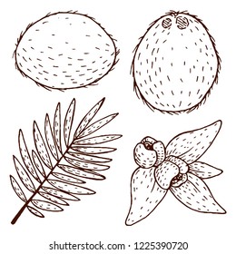 Vector coconut hand drawn sketch. Sketch vector tropical food illustration. Vintage style