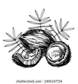 Vector coconut hand drawn sketch with palm leaf. Sketch tropical food illustration.