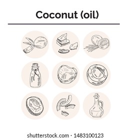 Vector coconut hand drawn sketch with palm leaf. Hand drawn doodle set. Vector illustration. Isolated elements on whitebackground. Symbol collection.