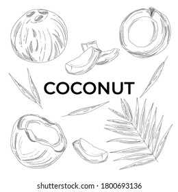 
Vector coconut hand drawn sketch with palm leaf. Sketch vector tropical food illustration.