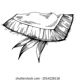 Vector coconut hand drawn Sketch. Vector tropical food illustration. Vintage style. The best for design logo, menu, label, icon, stamp.