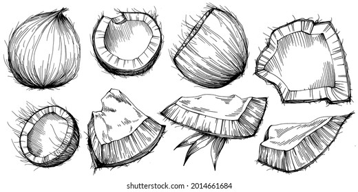 Vector coconut hand drawn Sketch. Vector tropical food illustration. Vintage style. The best for design logo, menu, label, icon, stamp.