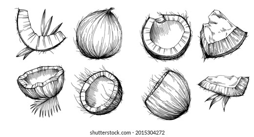 Vector coconut hand drawn Sketch. Vector tropical food illustration. Vintage style. The best for design logo, menu, label, icon, stamp.