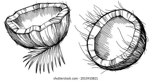 Vector coconut hand drawn Sketch. Vector tropical food illustration. Vintage style. The best for design logo, menu, label, icon, stamp.