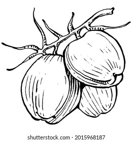 Vector coconut hand drawn Sketch. Vector tropical food illustration. Vintage style. The best for design logo, menu, label, icon, stamp.