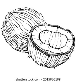 Vector coconut hand drawn Sketch. Vector tropical food illustration. Vintage style. The best for design logo, menu, label, icon, stamp.