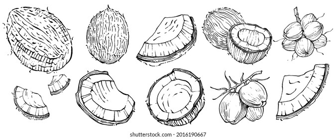 Vector coconut hand drawn Sketch. Vector tropical food illustration. Vintage style. The best for design logo, menu, label, icon, stamp.